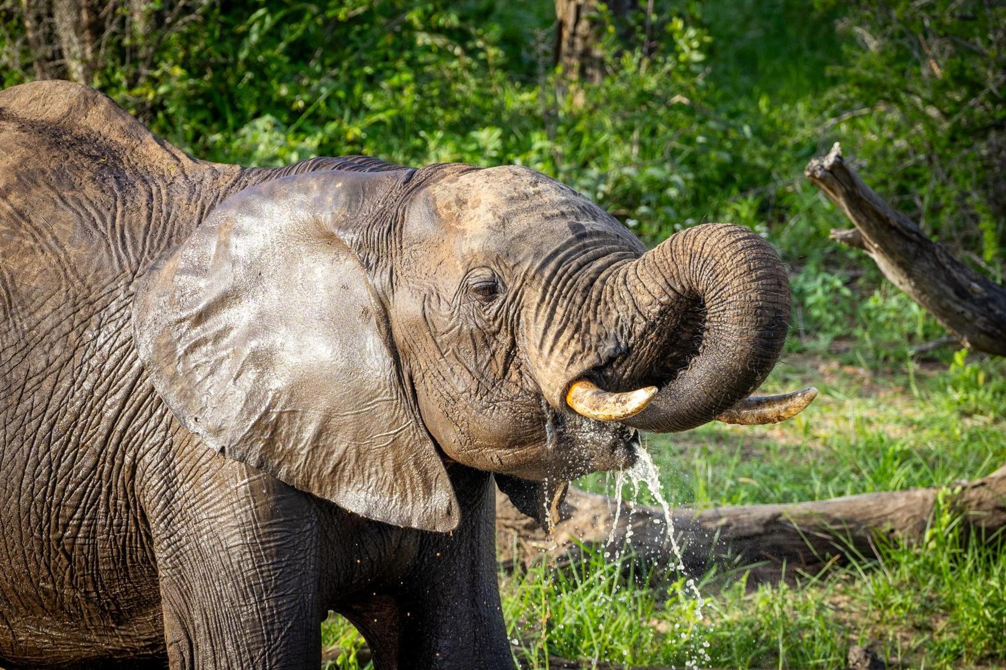 Tangala Safari Camp Villa Thornybush Game Reserve Exterior photo