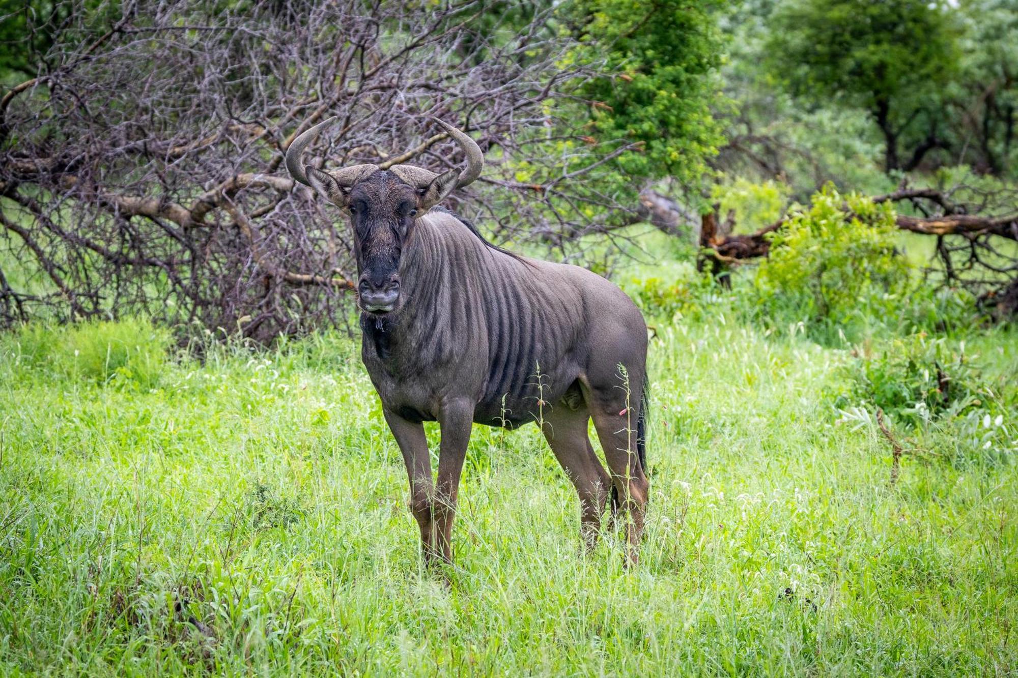 Tangala Safari Camp Villa Thornybush Game Reserve Exterior photo