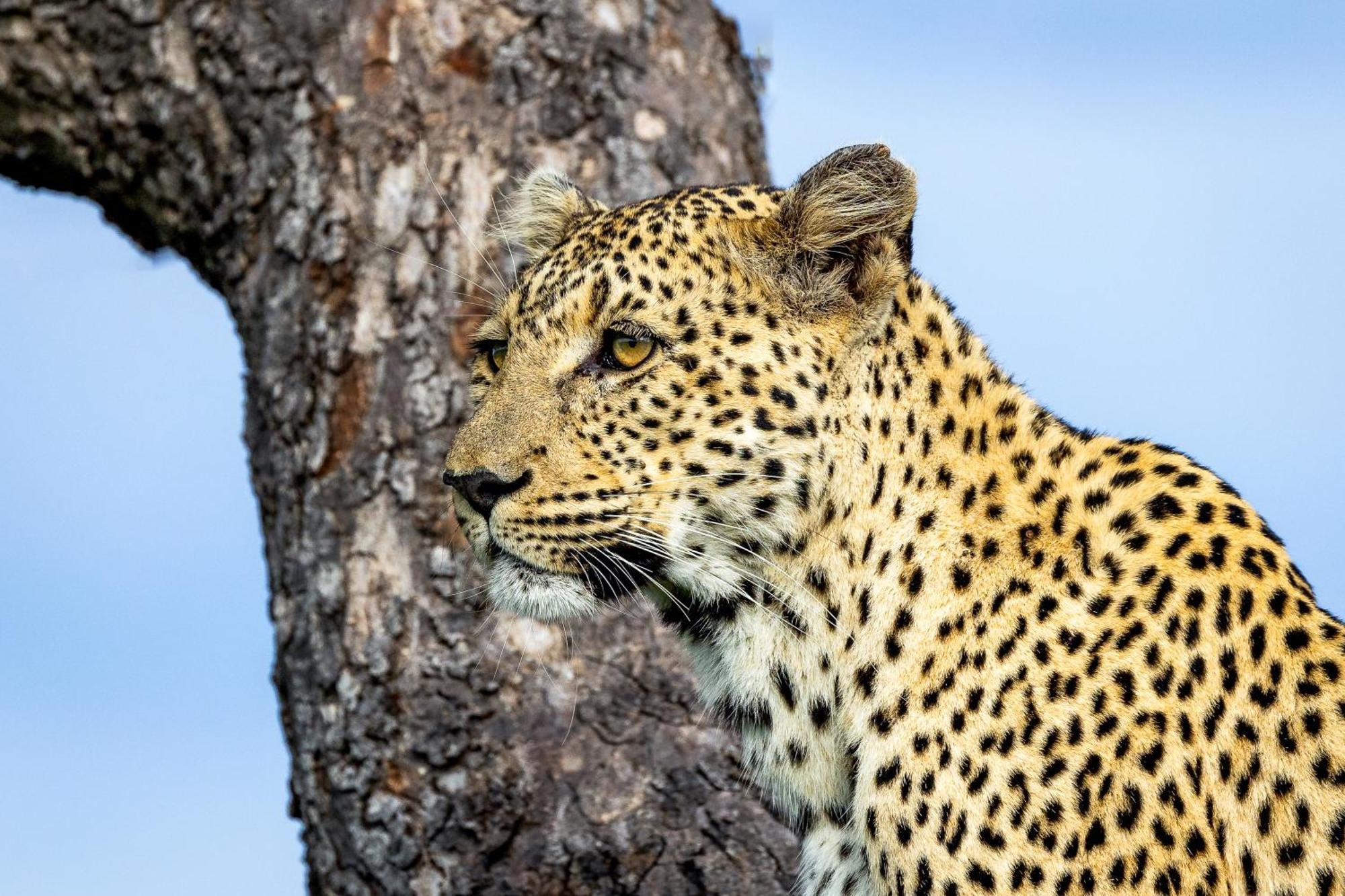 Tangala Safari Camp Villa Thornybush Game Reserve Exterior photo
