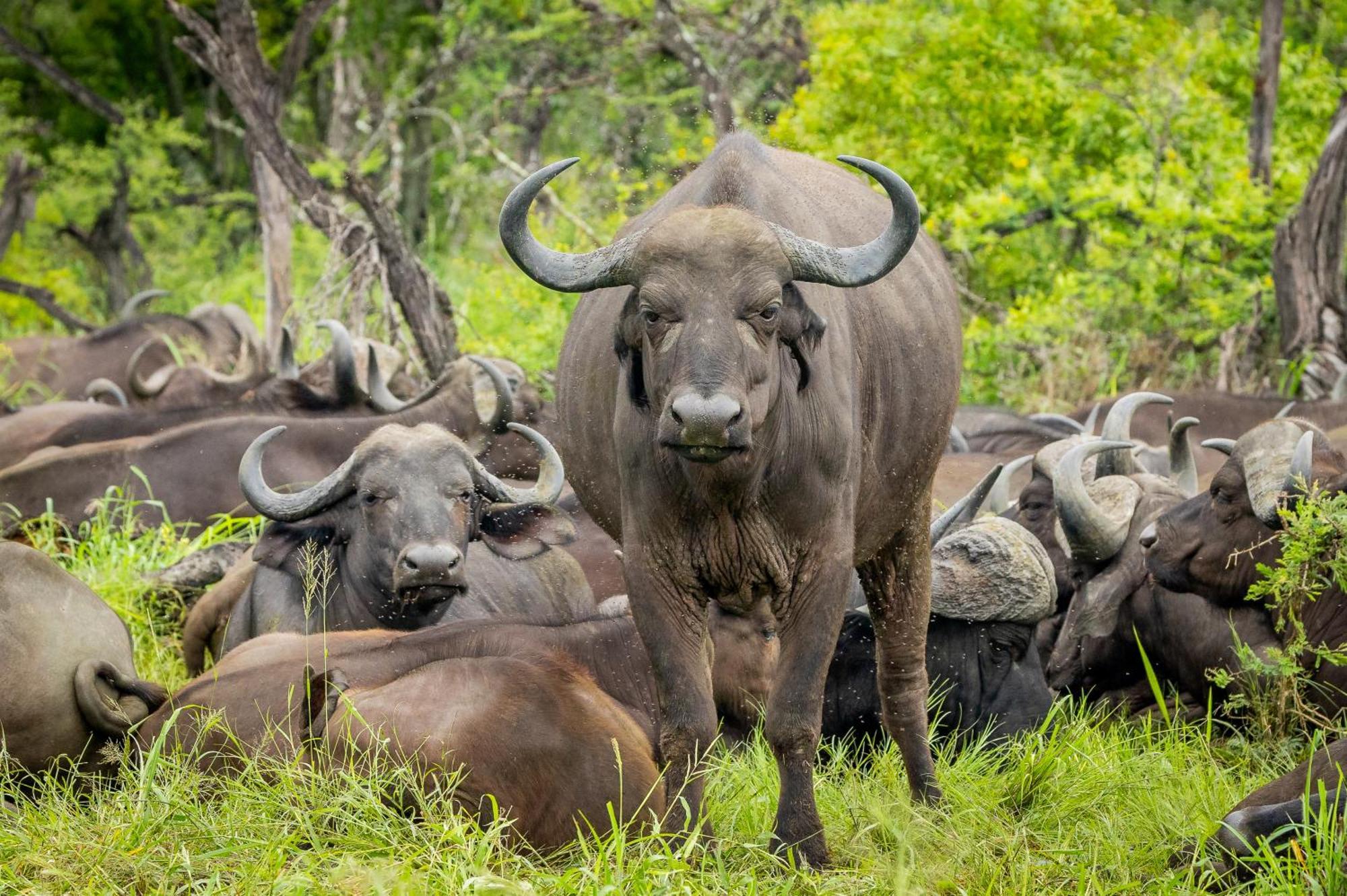 Tangala Safari Camp Villa Thornybush Game Reserve Exterior photo