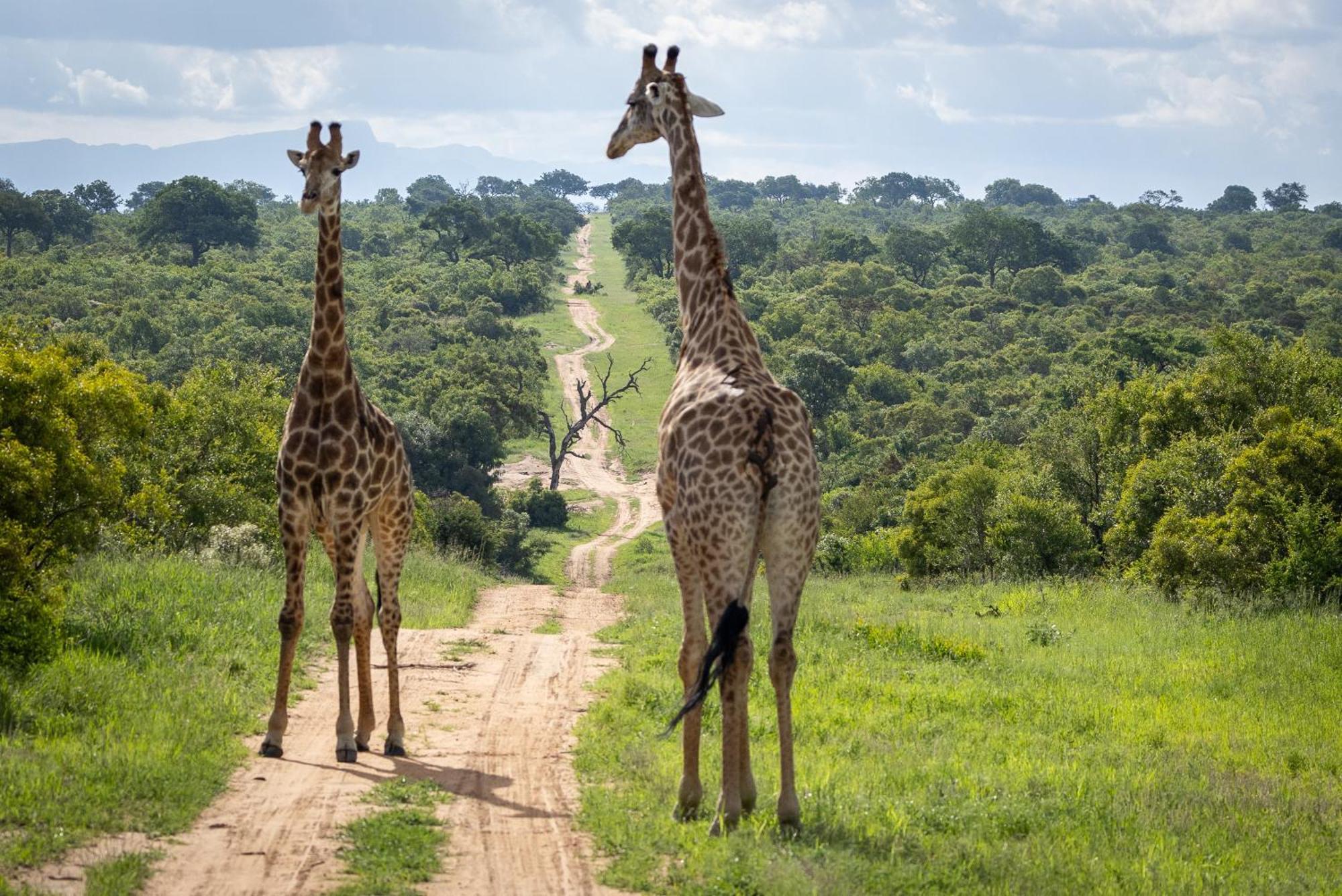 Tangala Safari Camp Villa Thornybush Game Reserve Exterior photo