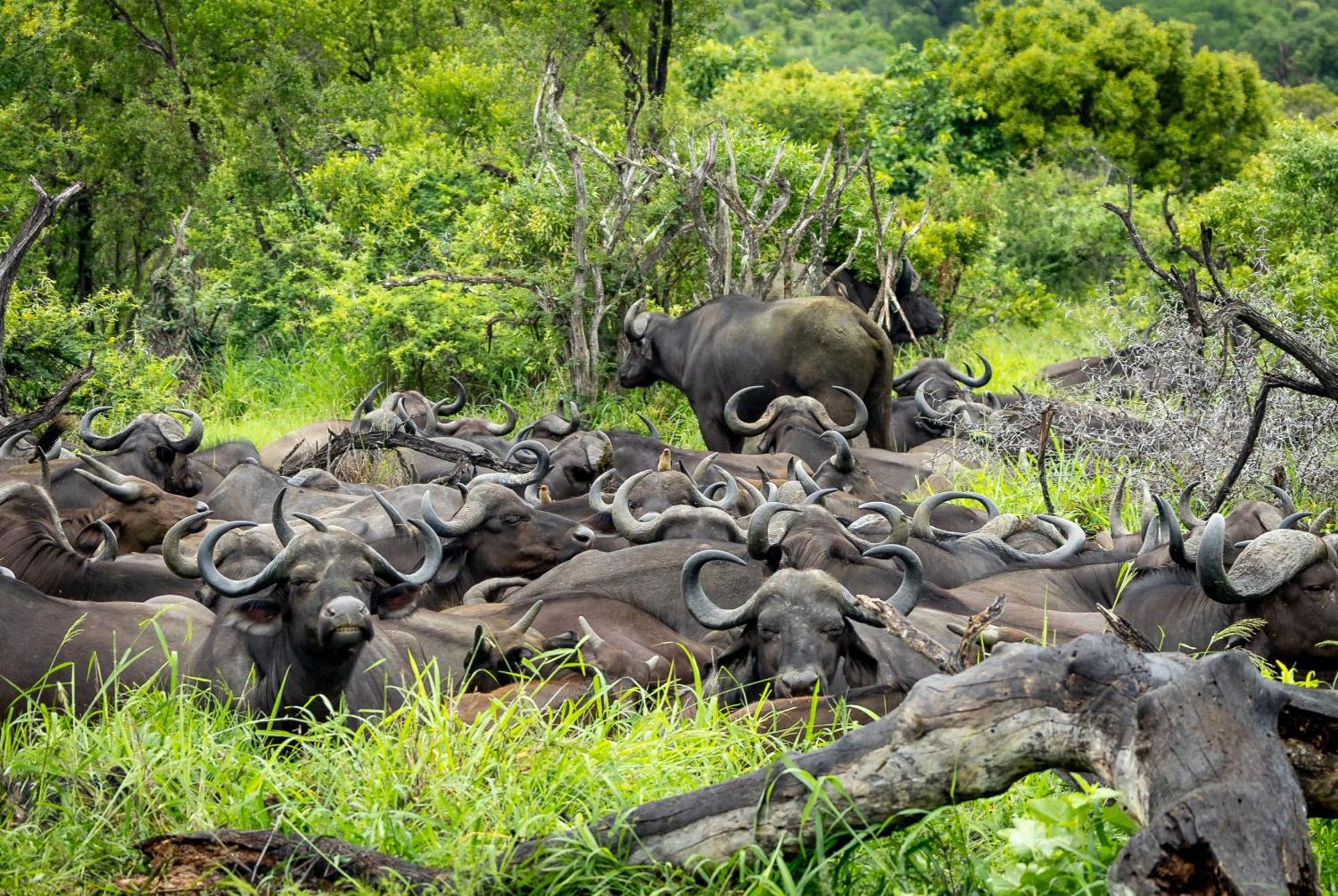 Tangala Safari Camp Villa Thornybush Game Reserve Exterior photo