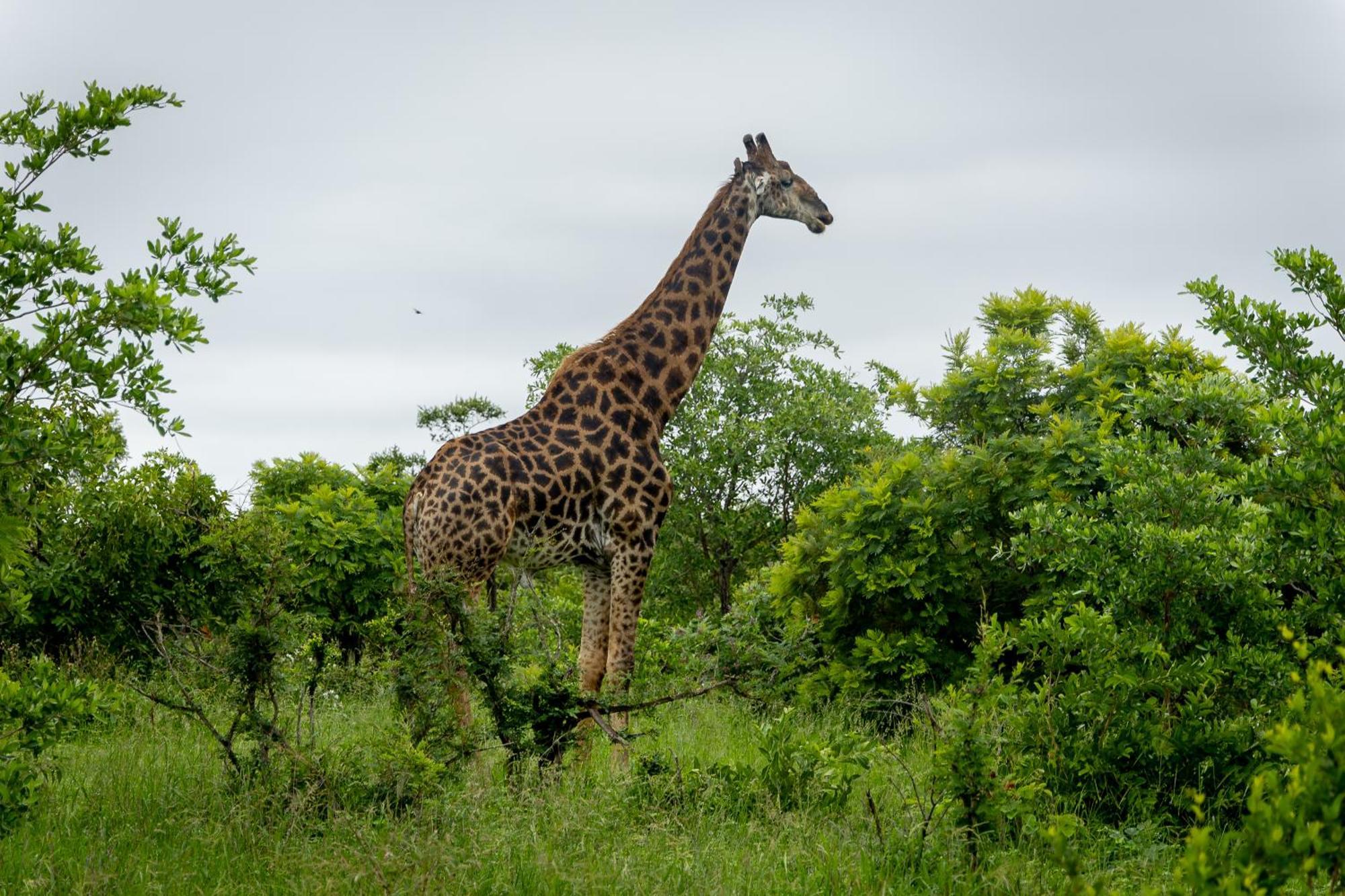 Tangala Safari Camp Villa Thornybush Game Reserve Exterior photo