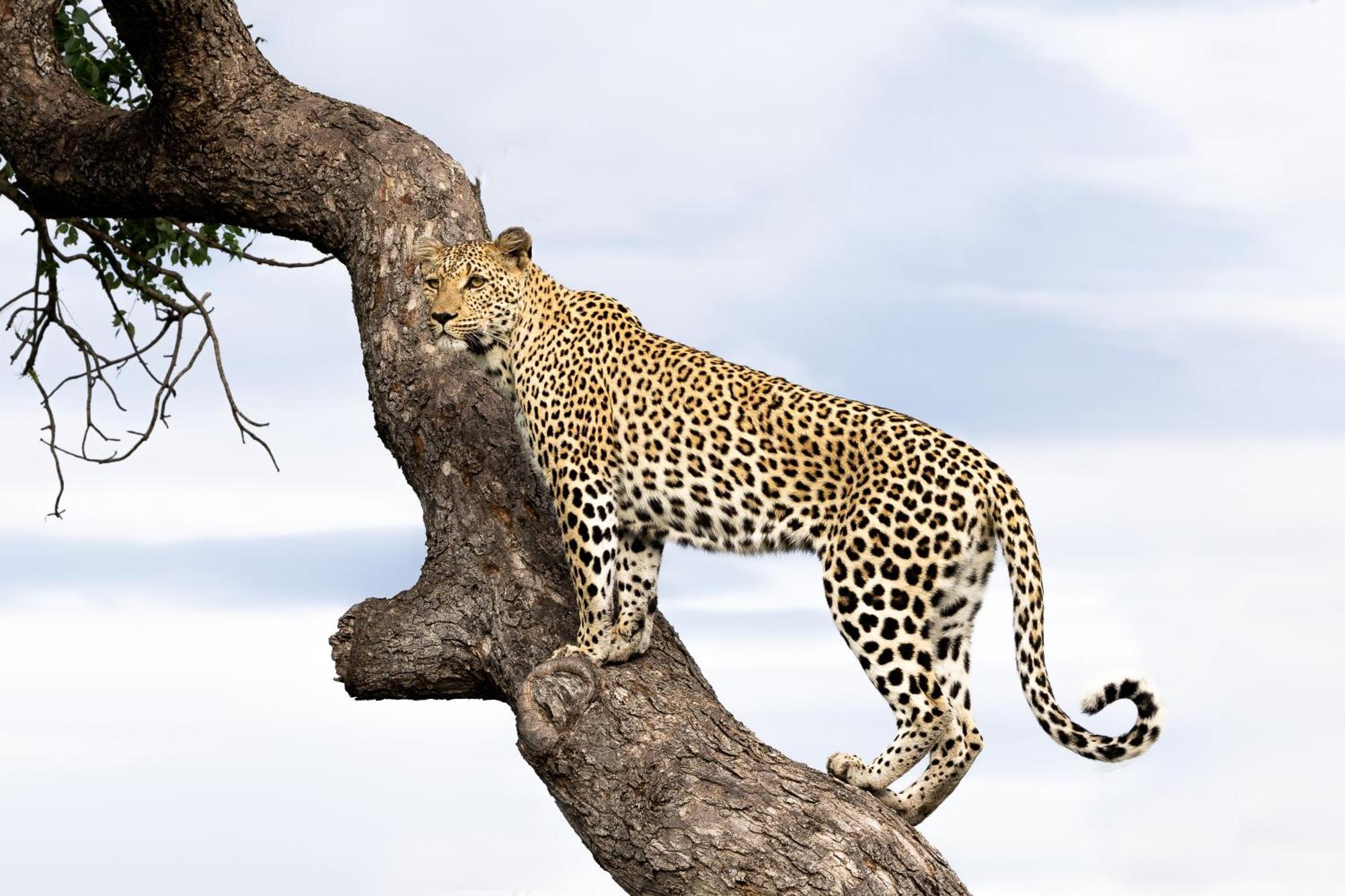 Tangala Safari Camp Villa Thornybush Game Reserve Exterior photo