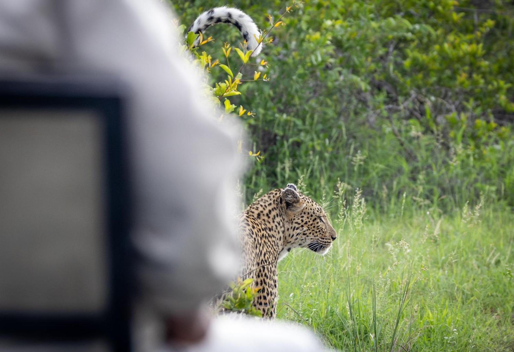 Tangala Safari Camp Villa Thornybush Game Reserve Exterior photo