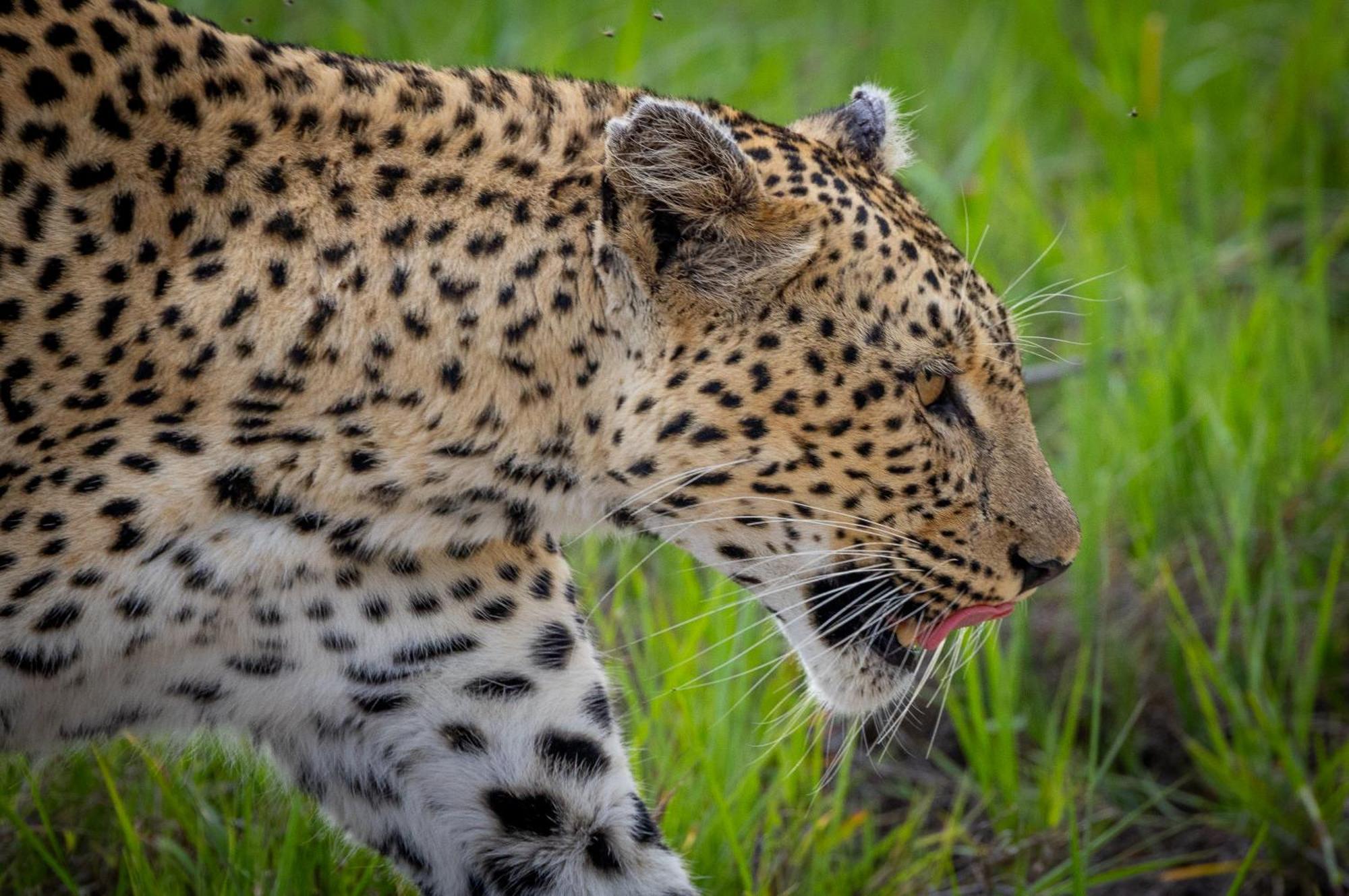 Tangala Safari Camp Villa Thornybush Game Reserve Exterior photo