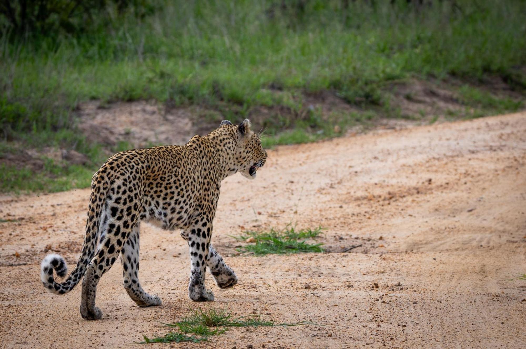 Tangala Safari Camp Villa Thornybush Game Reserve Exterior photo