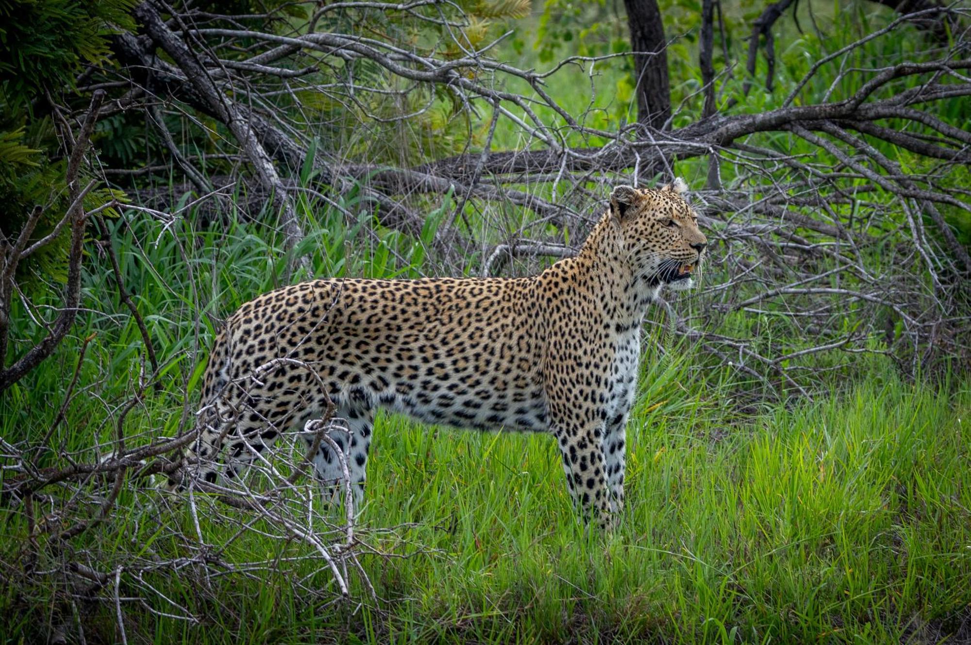 Tangala Safari Camp Villa Thornybush Game Reserve Exterior photo