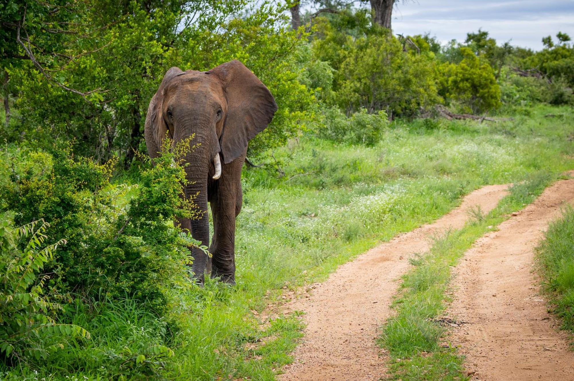 Tangala Safari Camp Villa Thornybush Game Reserve Exterior photo