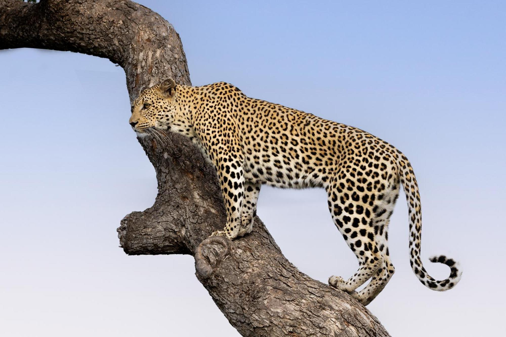 Tangala Safari Camp Villa Thornybush Game Reserve Exterior photo