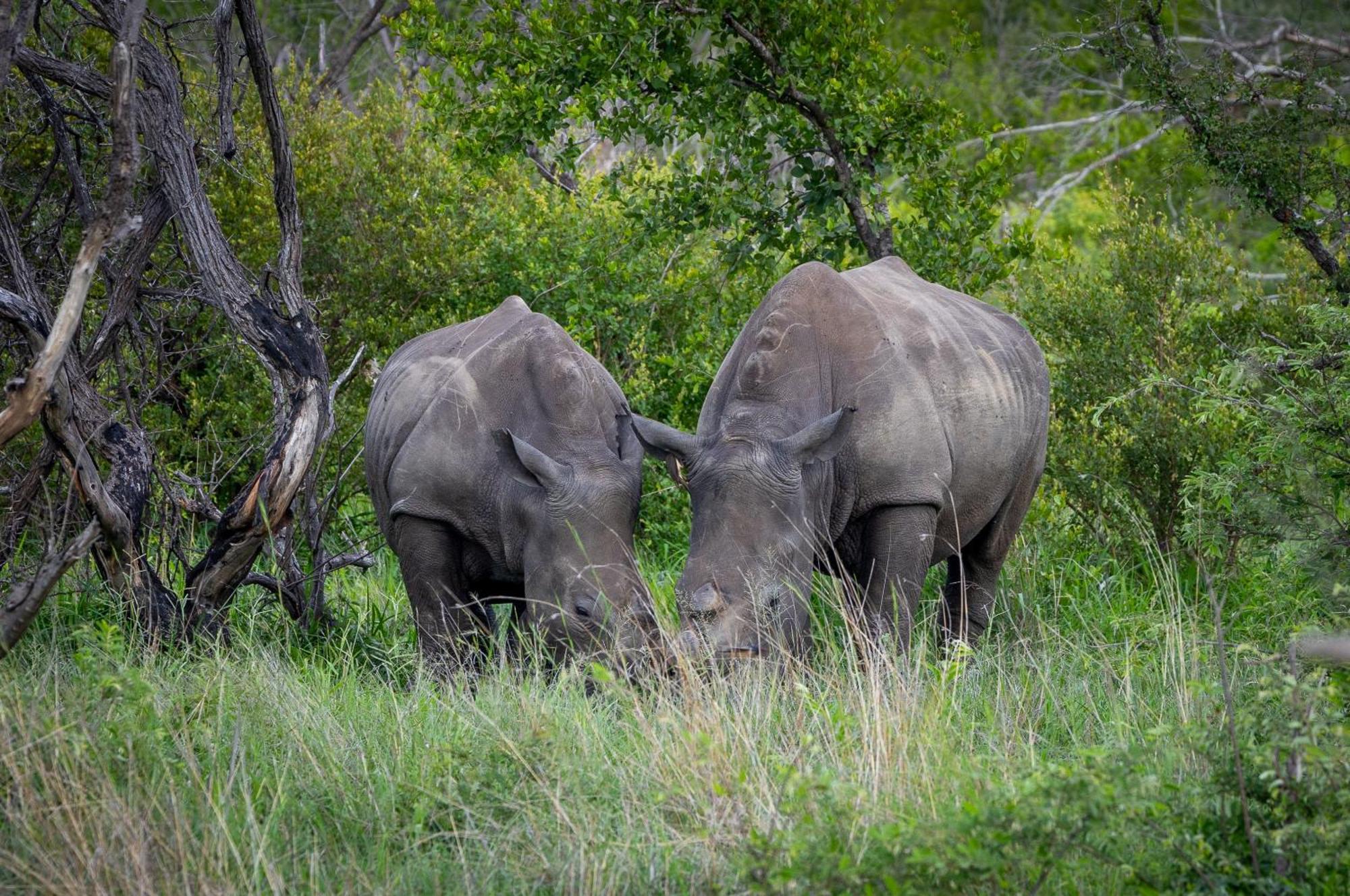 Tangala Safari Camp Villa Thornybush Game Reserve Exterior photo