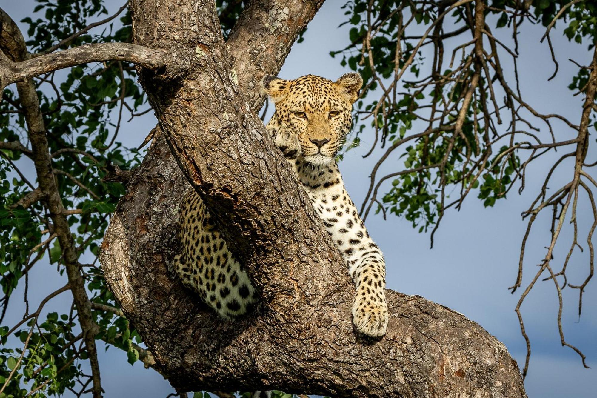 Tangala Safari Camp Villa Thornybush Game Reserve Exterior photo